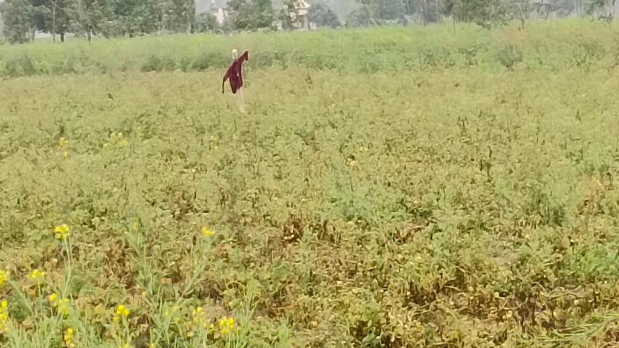 weather change due to rain in bareilly division