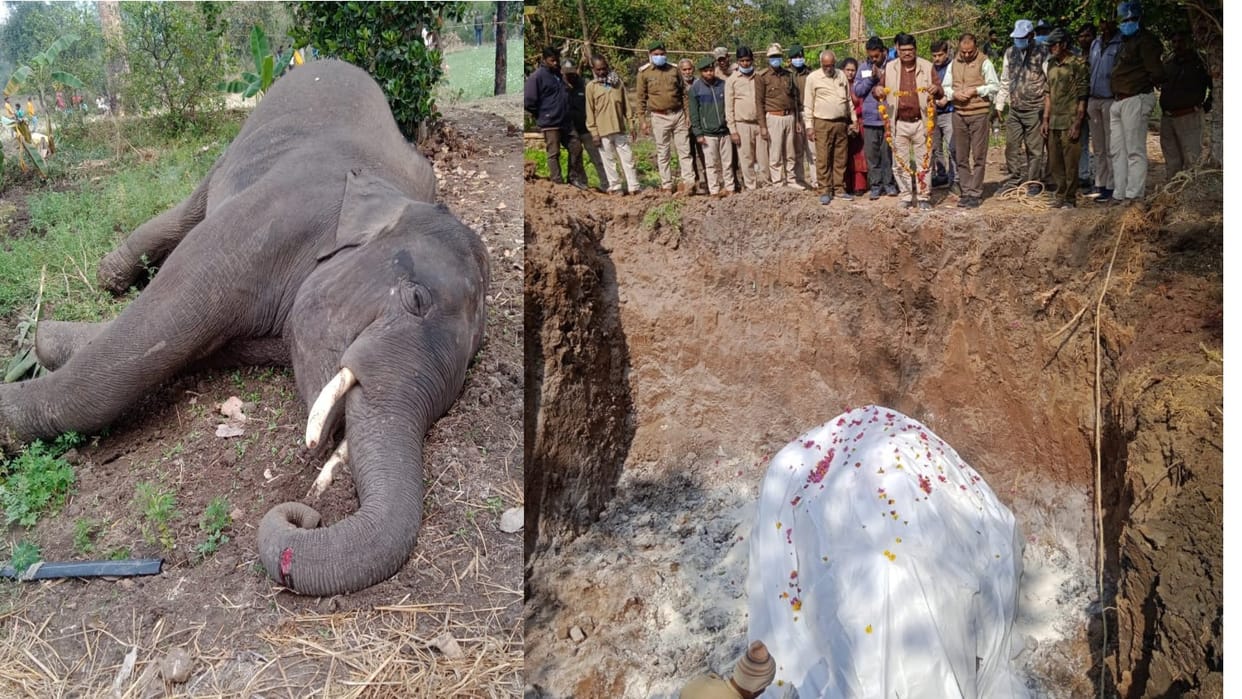 Elephant dies due to electrocution to save vegetables and crops, forest department performs last rites