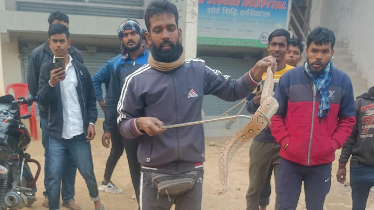 Two pythons found in house people of Luhshi village in panic