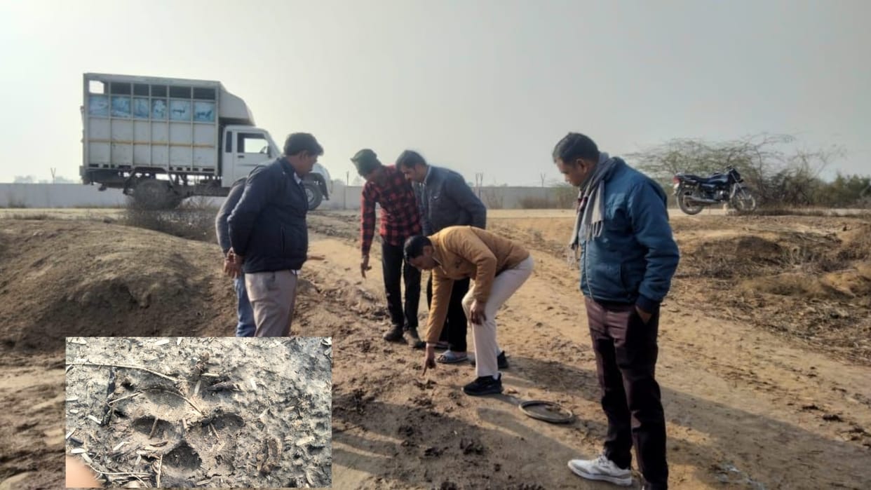 Hisar: Footprints of wild animal found in Sandol field