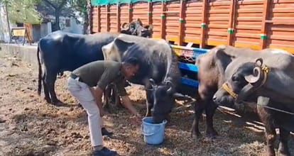 Policemen taking care of 17 buffaloes in the police station