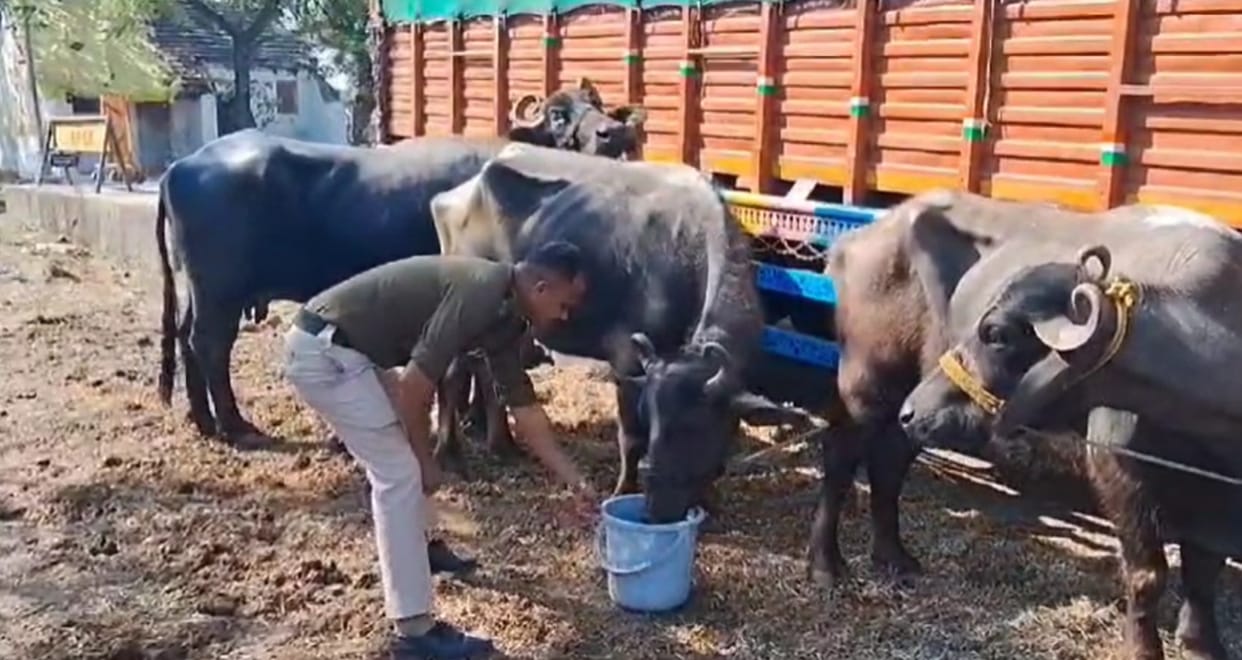 Policemen taking care of 17 buffaloes in the police station