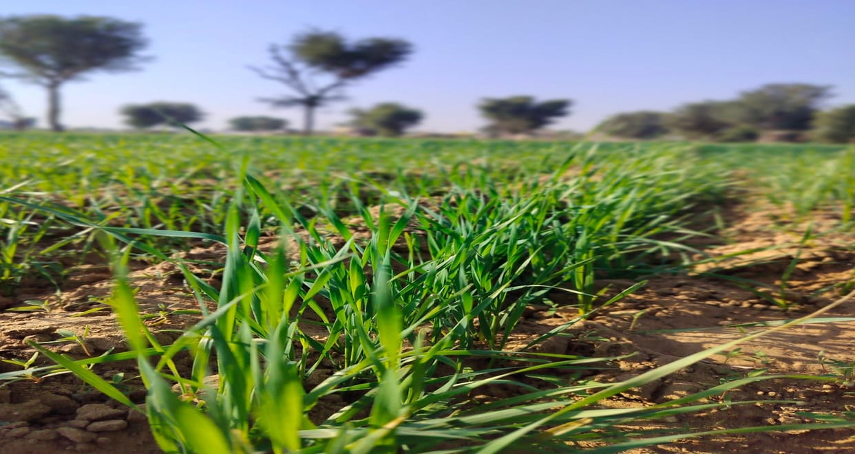 Registration starts from February 5 for wheat procurement at support price