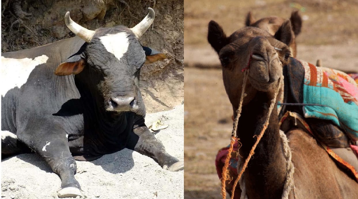 A violent bull kills a camel in Banda, farmers are unable to guard their fields in fear