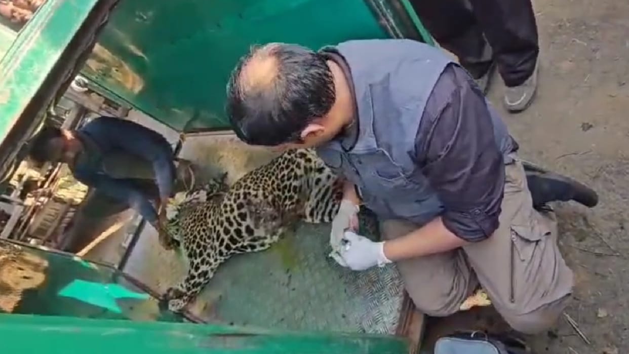 Katni Forest Officials Rescue Leopard From Village Where the Leopard Attacked A Farmer