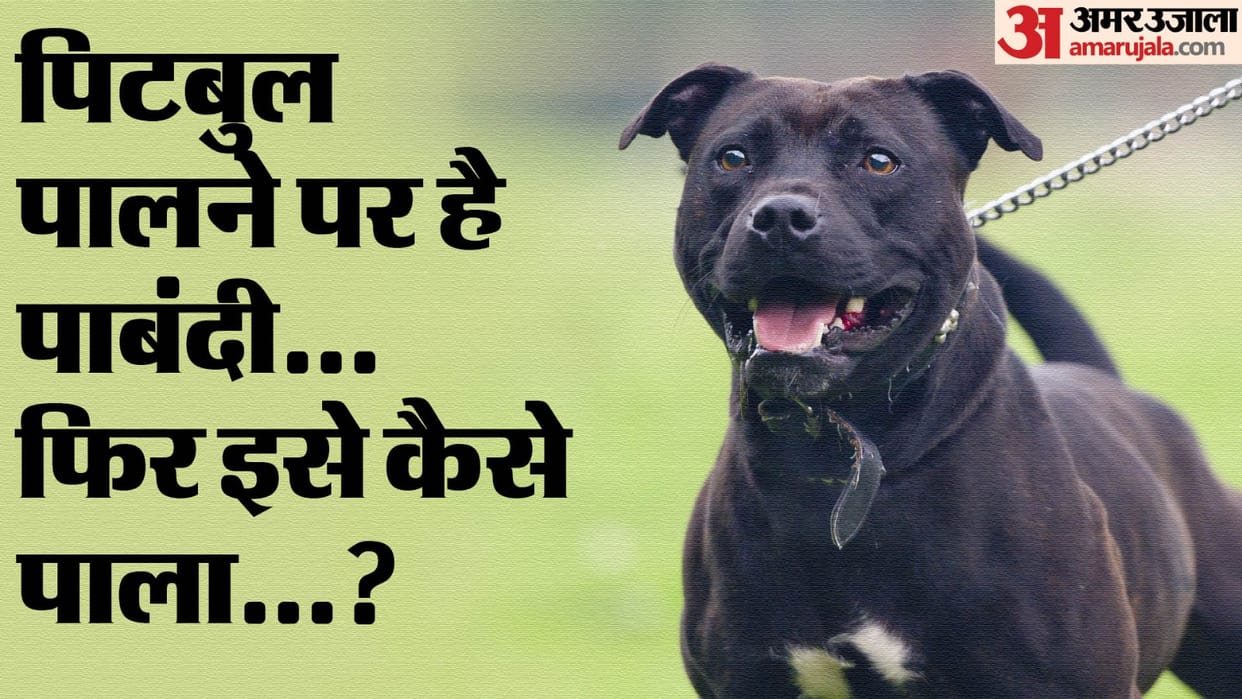 Pitbull bites two year old boy and a woman in Gurugram