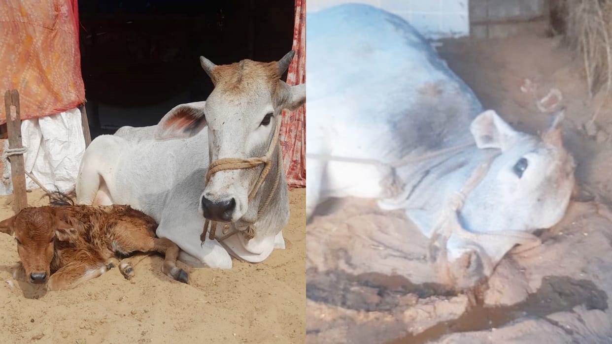 Ajmer Cow died due to doctor negligence in Pushkar untrained doctor treated cow