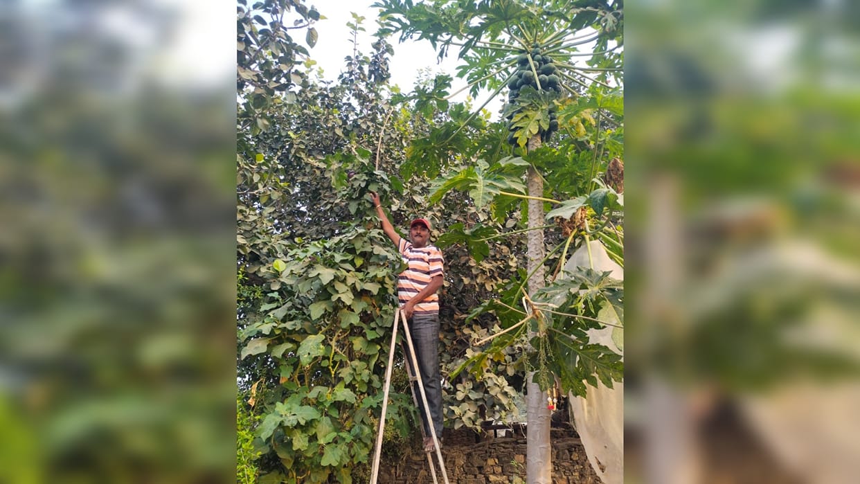 Rajasthan Brinjal plant reaches a height of 17 feet in Bundi
