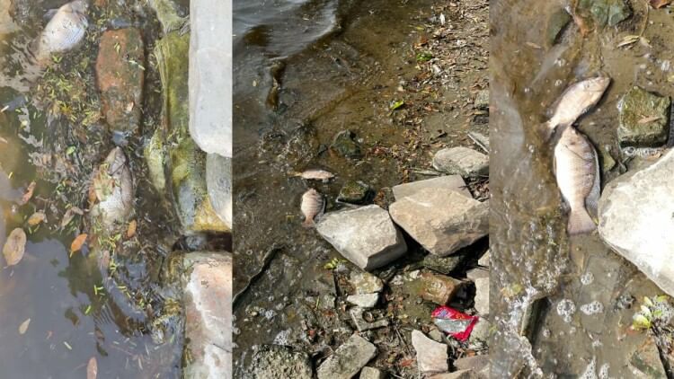 Agra: गंदा पानी... कैसे जीवित रहें जल की रानी, प्रदूषित पानी ने ली कीठम में मछलियों की जान