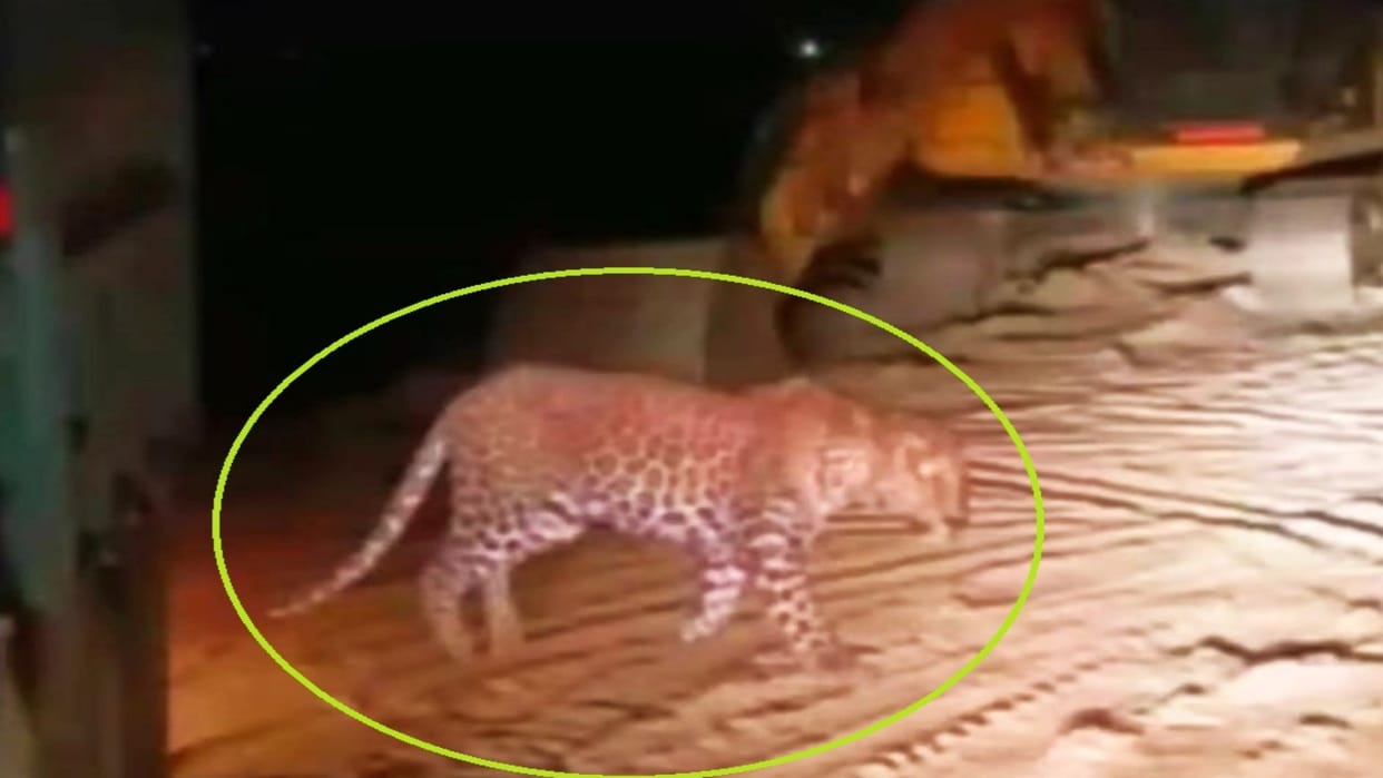 Leopard being searched with the help of drone, no trace found even on fourth day, fear of entering Prayagraj