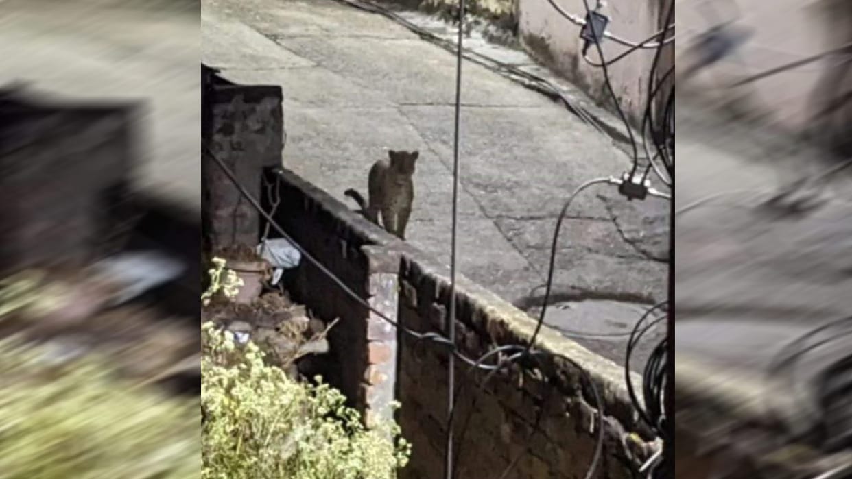 Guldar roaming in residential colonies of Srinagar  captured in CCTV camera Uttarakhand news in hindi