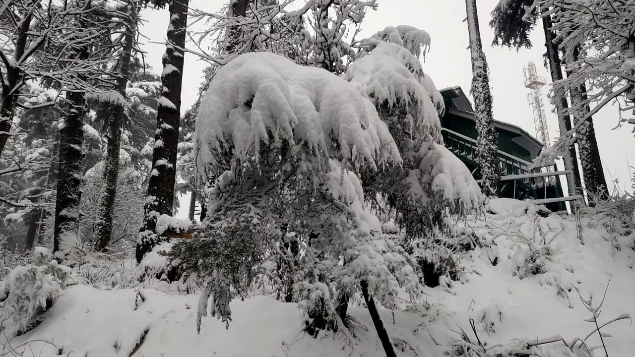 Snow Runtz Buzzing Patnitop Snowfall:बर्फबारी से गुलजार जम्मू के पसंदीदा पर्यटन स्थल ...