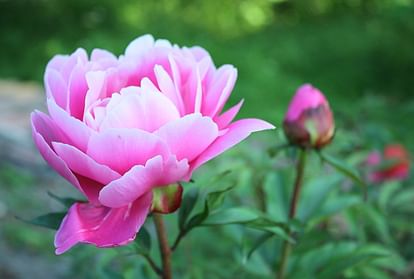 CSIR Palampur will produce peony flowers for the first time in the country, MoU signed with the company