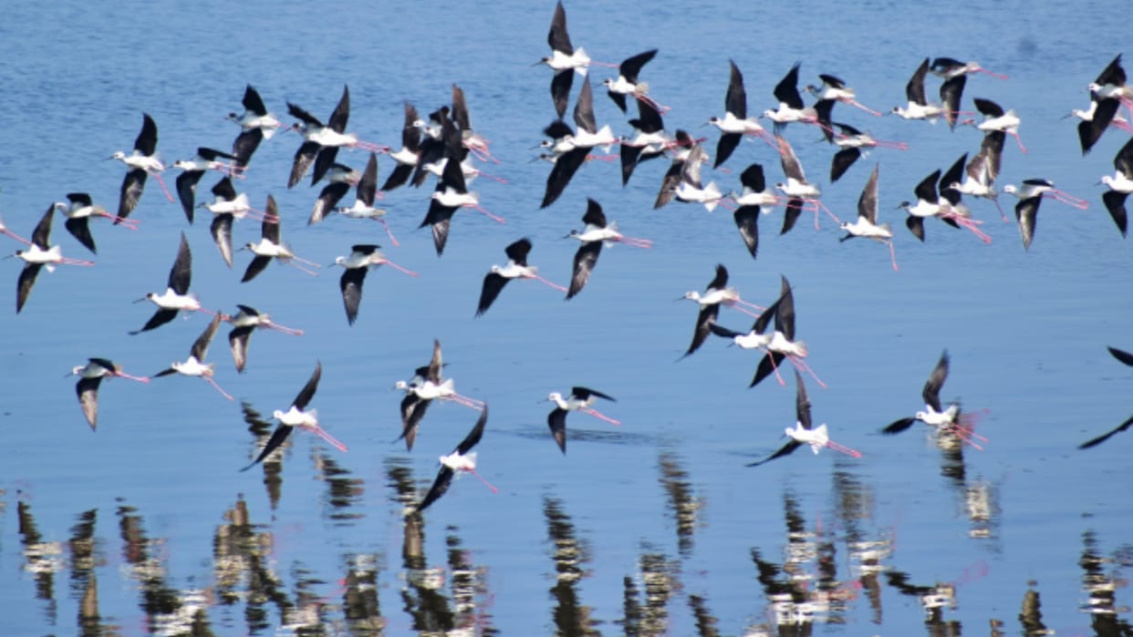 When the sun came out, rare bird stilt bird was seen at the confluence, the spectators were thrilled.