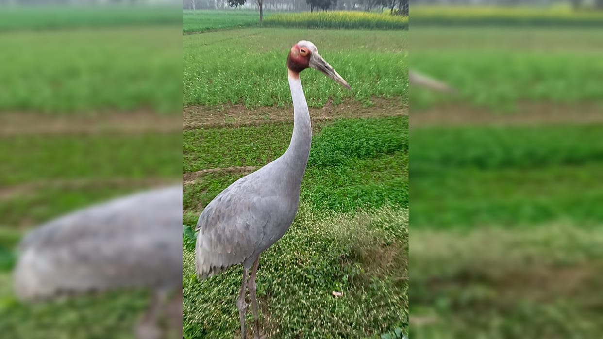 Bike rider took away national bird stork, complaint lodged with forest department