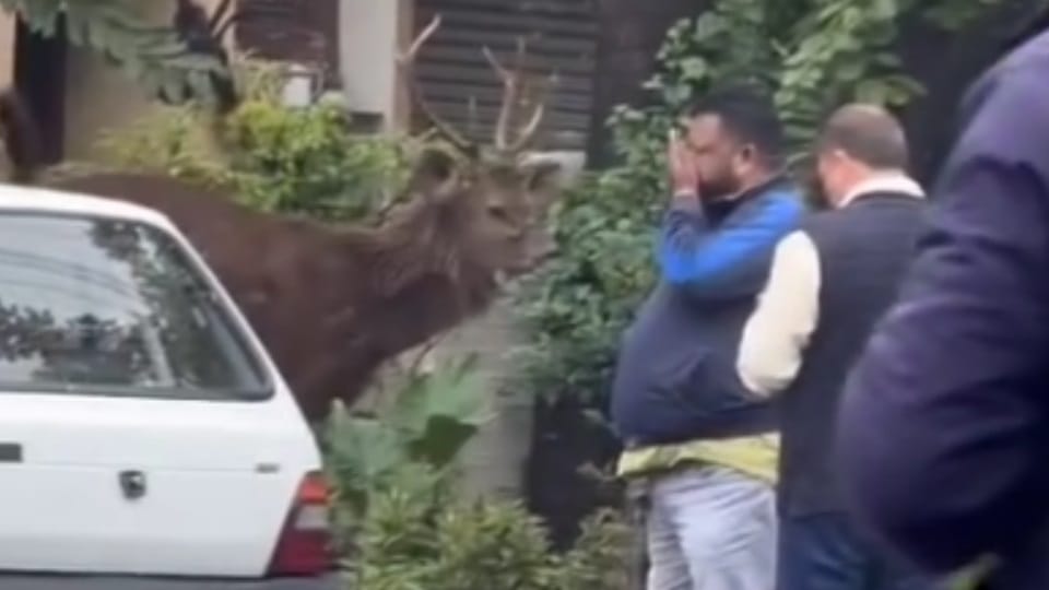 Reindeer entered residential area of Chandigarh wildlife department rescued