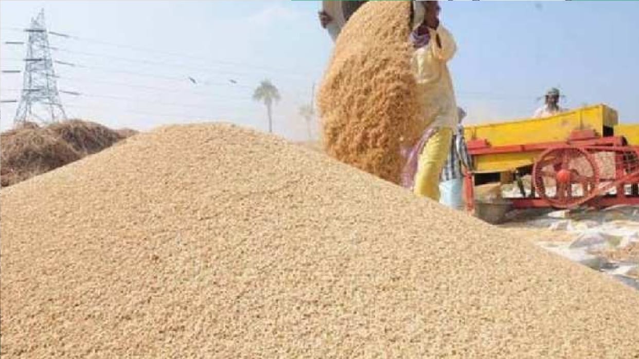bumper paddy purchase After Chhattisgarh formation, 144.92 lakh tonnes purchased
