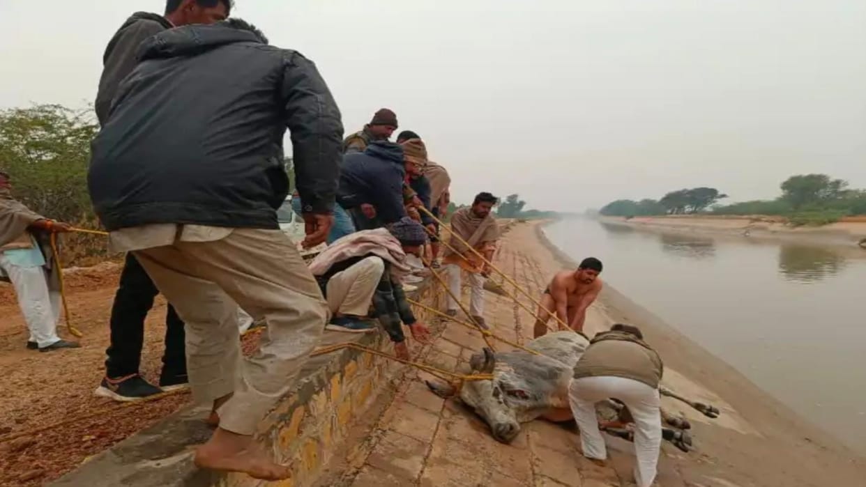 Rajasthan News: The bull's leg was broken and thrown into the canal, wildlife lovers rescued it
