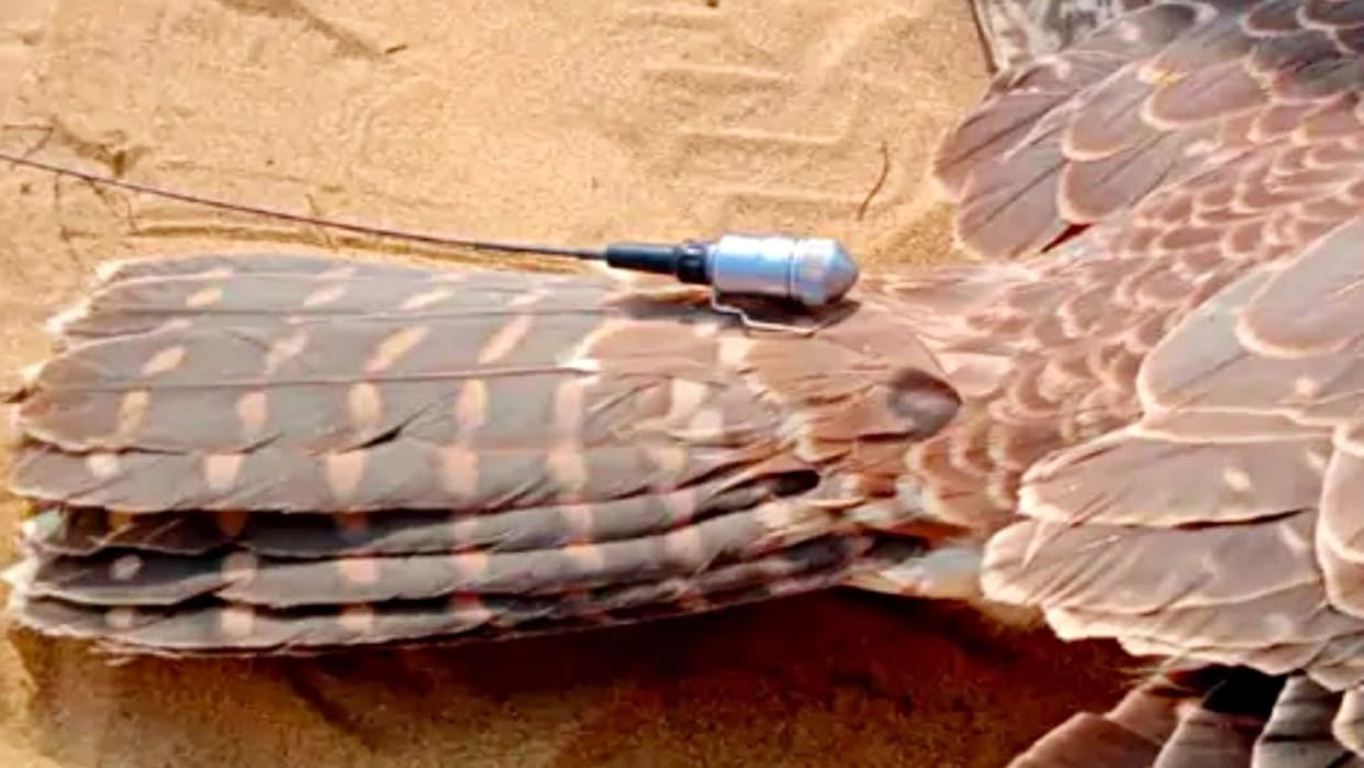 Rajasthan BSF caught trend hunter eagle on border in Jaisalmer