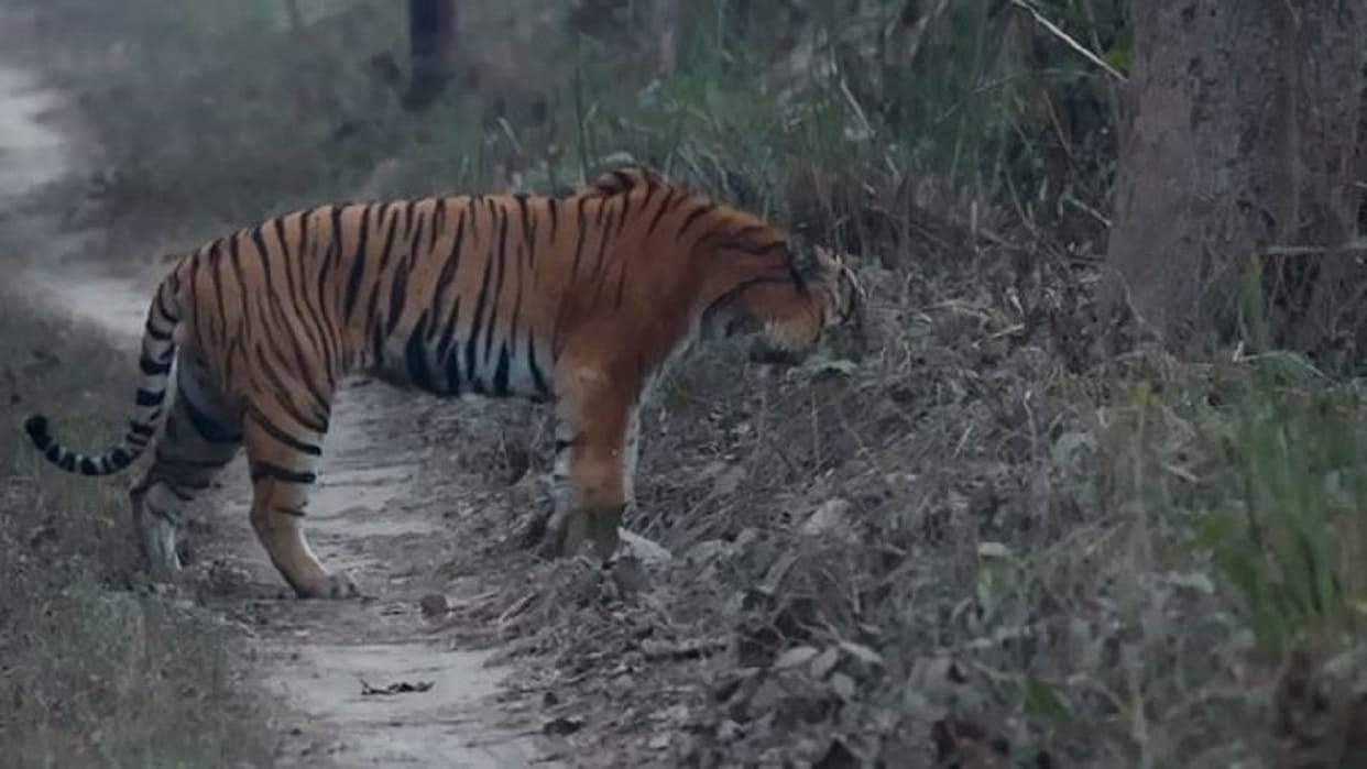 Tiger injured in Mahaoff range of Pilibhit Tiger Reserve