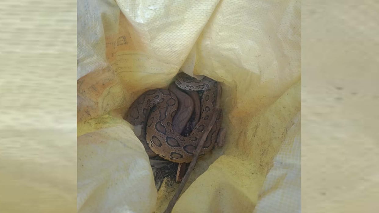 Hardoi: poisonous snake bites