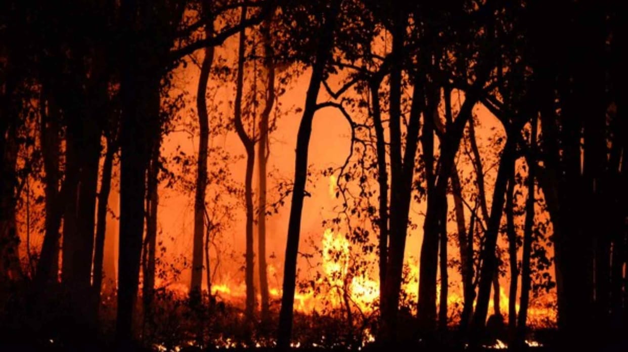 world news and update: Devastating wildfires in Chile claim over 120 lives