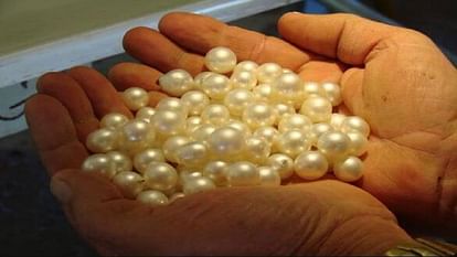 Uttarakhand News: Farmers will produce pearls from Oyster in Nainital