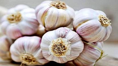 Ujjain Garlic is being sold at Rs 400-500 per kg last year farmers did not sow crop due to loss
