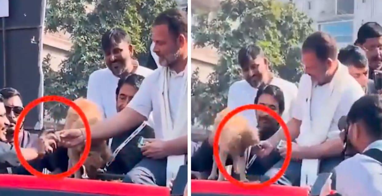 rahul gandhi gave biscuit to congress leader from dog plate bjp accused share video