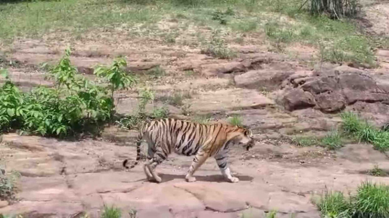 Umaria News: Tourists seen tigress Tara roaming in the forest