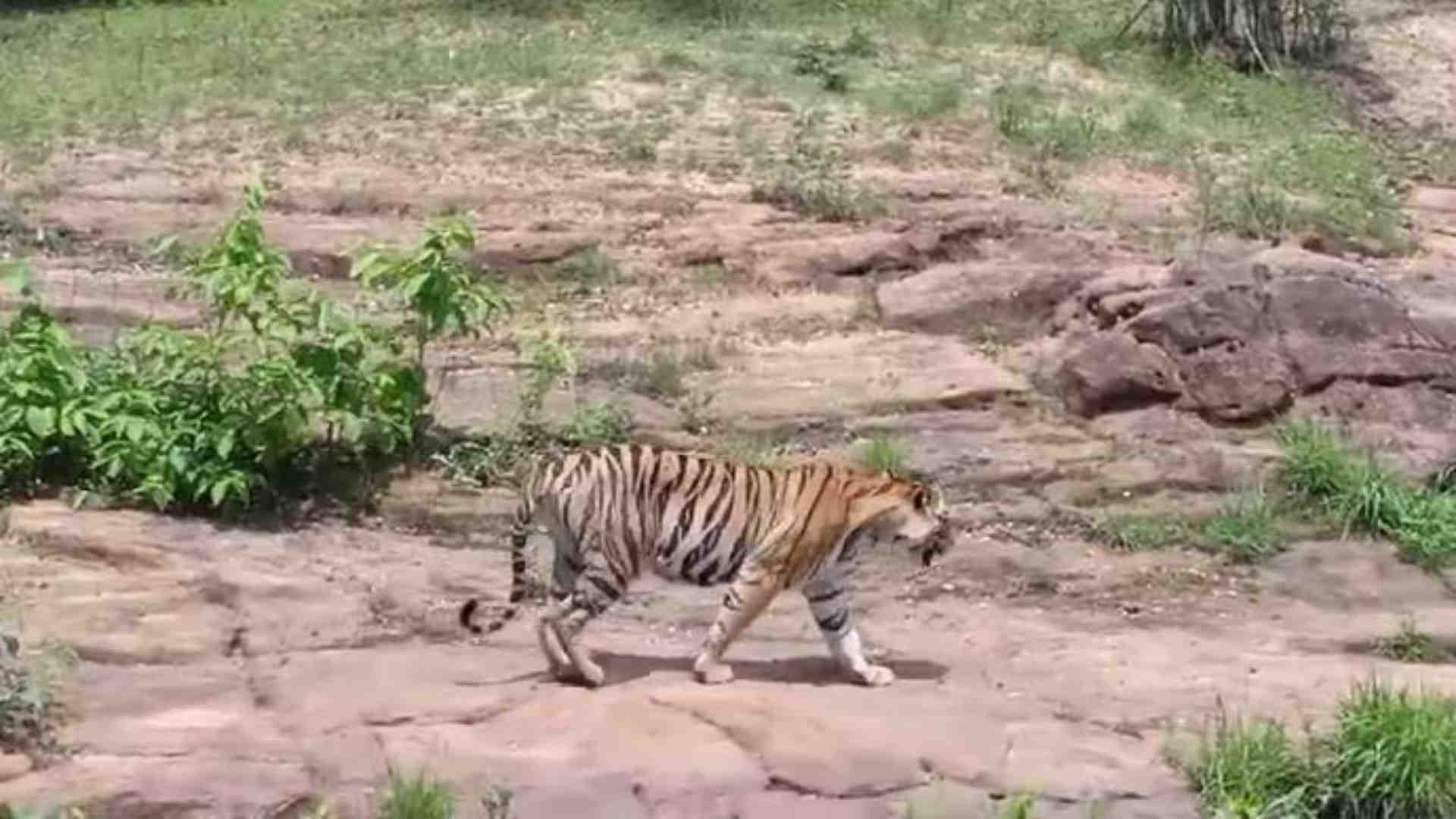 टाइगर रिजर्व में विचरण करती बाघिन तारा