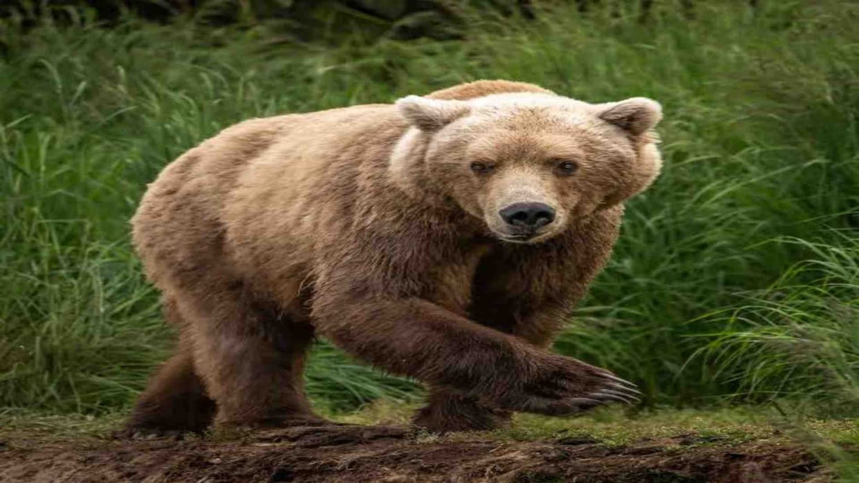 Shahdol News: Bear attacked the youth who went to get the mandap for sister's wedding.