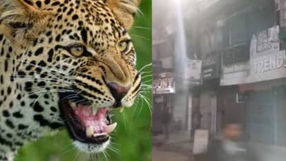 गुलदार की दहशत