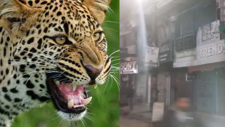 Leopard terror in Uttarakhand Night curfew in a dozen villages of Srinagar Garhwal Photos