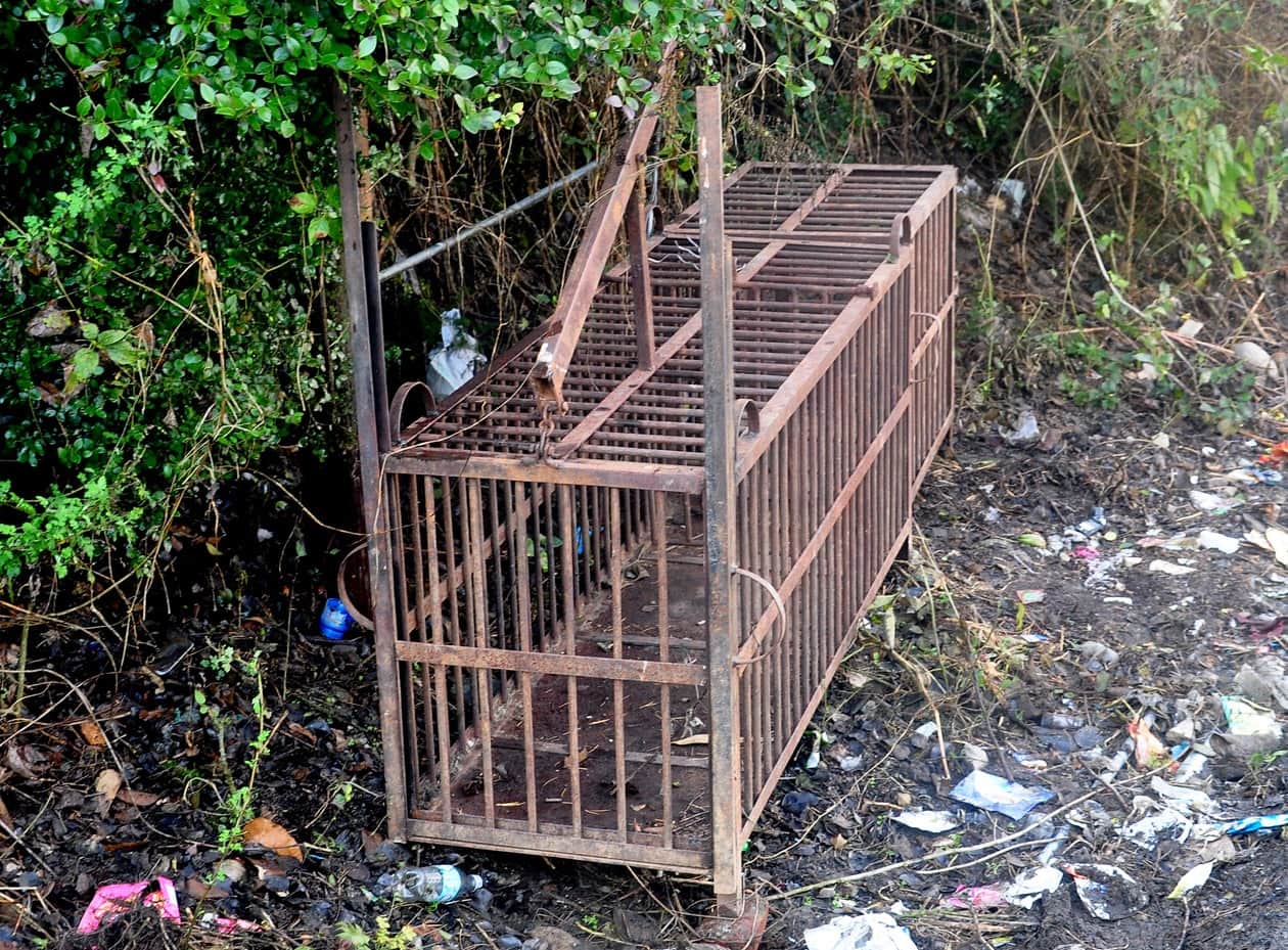 Leopard terror in Uttarakhand Night curfew in a dozen villages of Srinagar Garhwal Photos