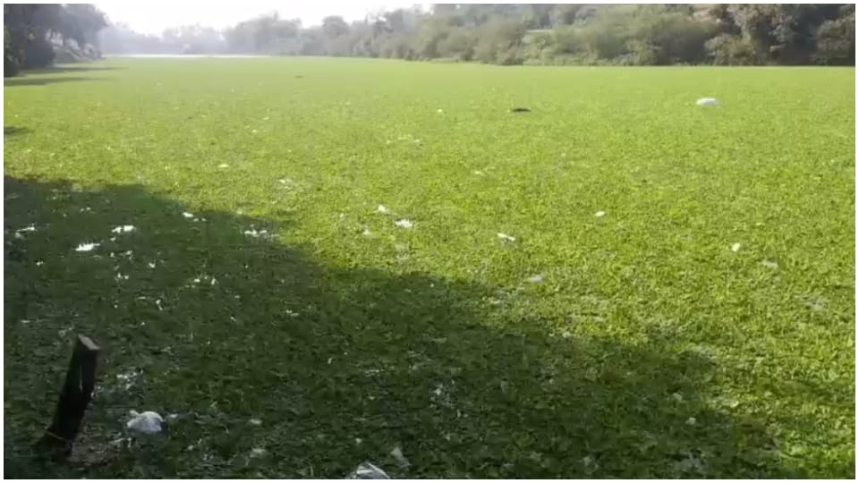 Jabalpur Betwa river is getting contaminated by five drains