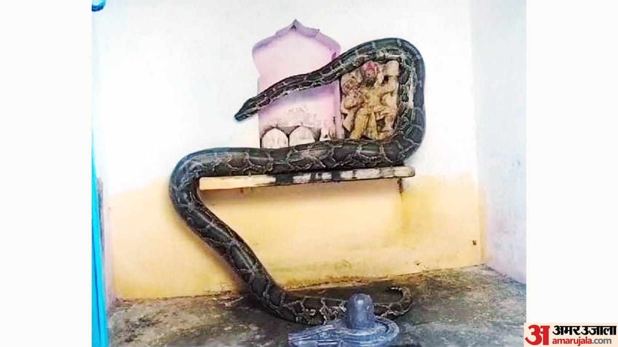 python in temple Touched Shivling wrapped around Hanuman statue then touched feet video