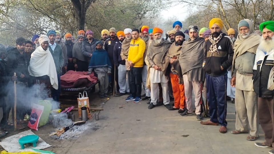 Woman mauled to death by stray dogs in Kapurthala