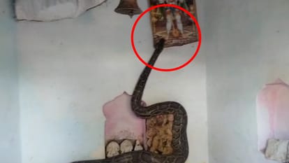 python in temple Touched Shivling wrapped around Hanuman statue then touched feet video