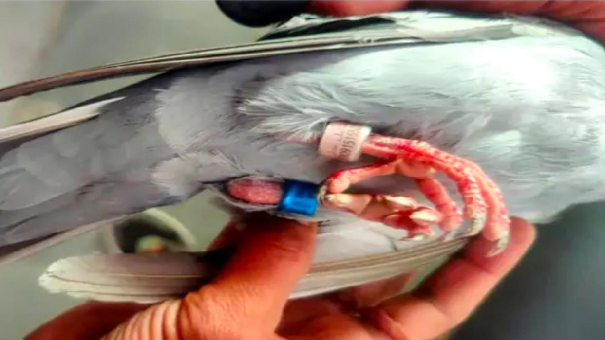 Rajasthan News: School administration handed over a suspicious pigeon to forest dept, it has rings in its claw