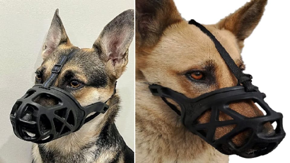 Dogs will have to go out with muzzle In Greater Noida