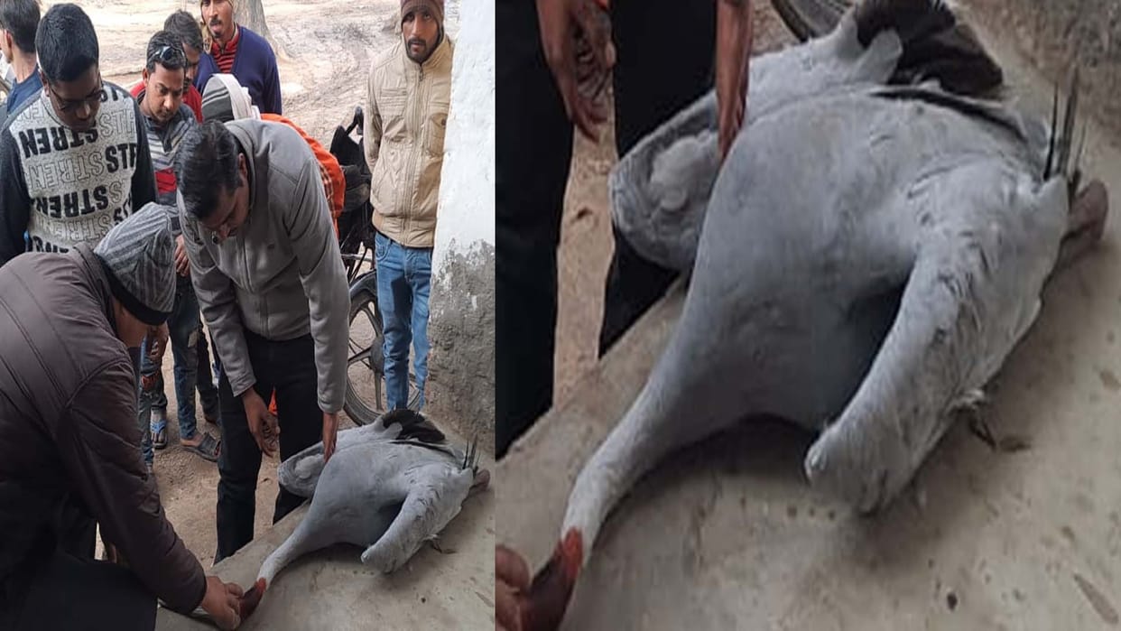 Two Crane birds died in Hardoi