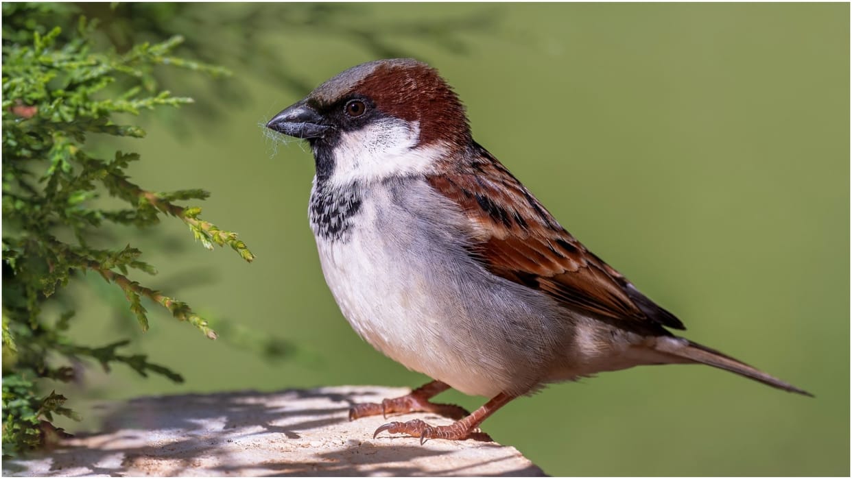 The unbreakable friendship of farmers and birds Role in Agriculture in hindi