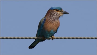 The unbreakable friendship of farmers and birds Role in Agriculture in hindi