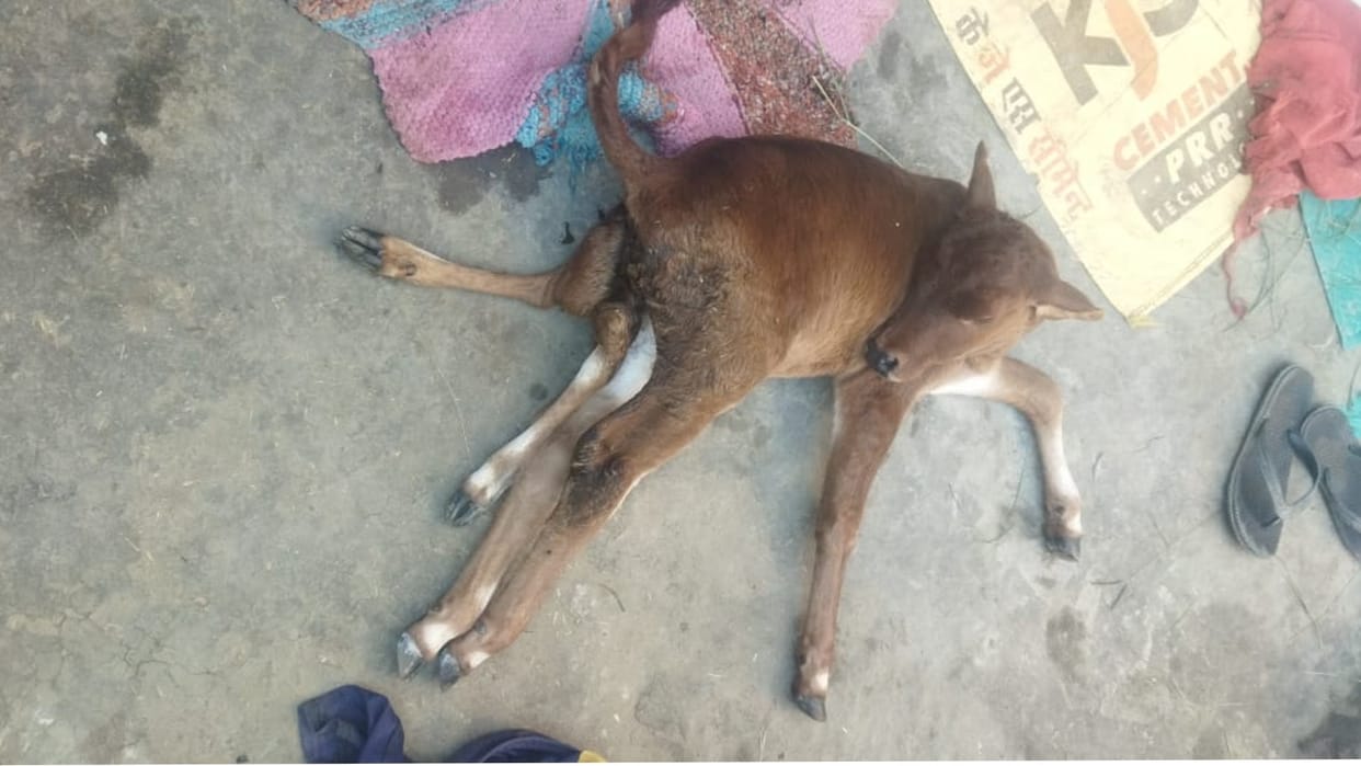 Cow gives birth to six legged calf in Damoh people start worshiping