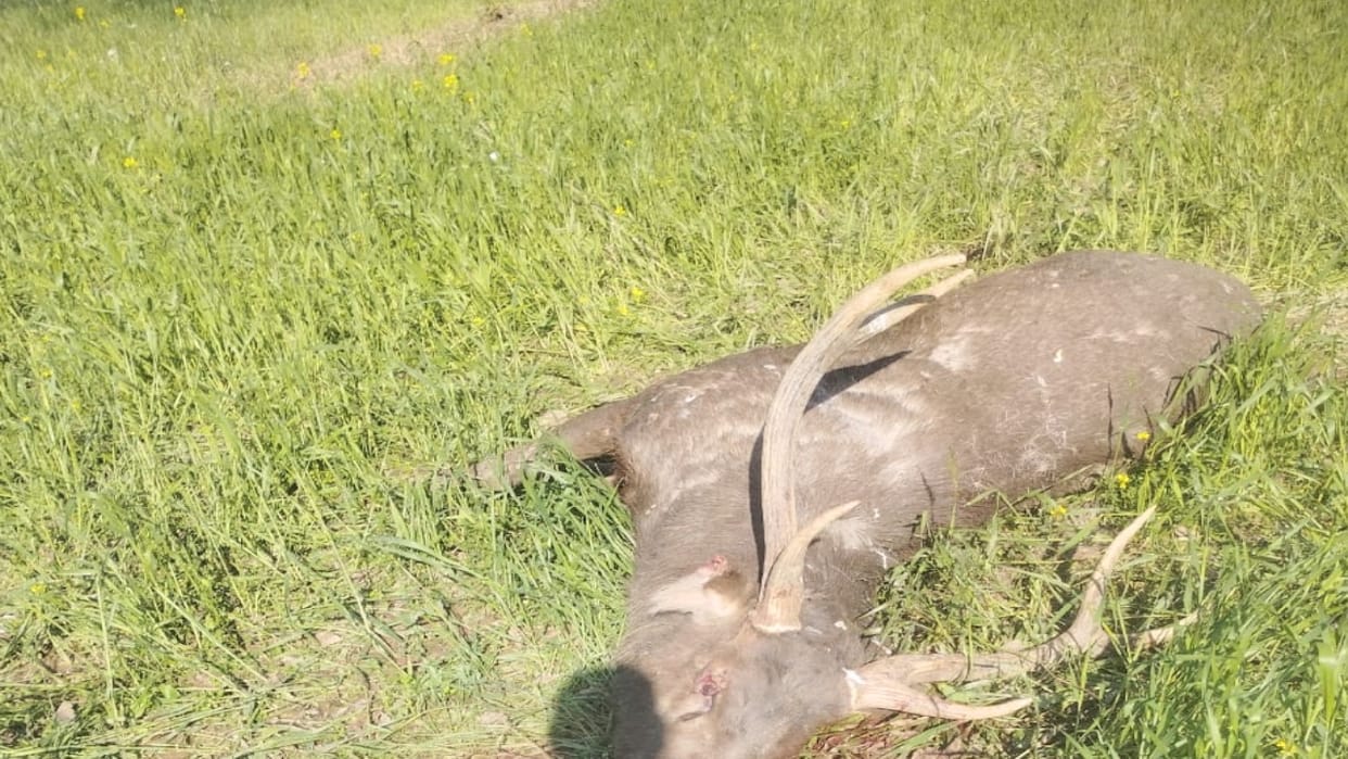 Deer found dead in fields in Bada hamirpur, fear of poaching