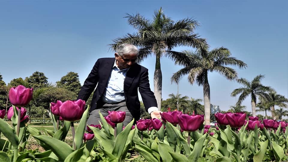 Tulip Festival starts in Delhi from Saturday it will continue till 21st February