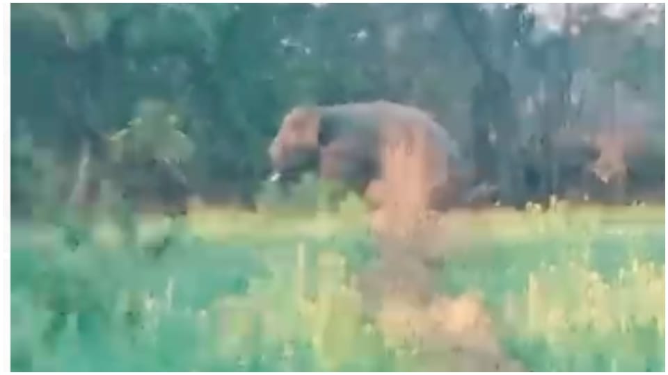 MP News: Elephant entered Shahdol colony created ruckus and crushed teenager