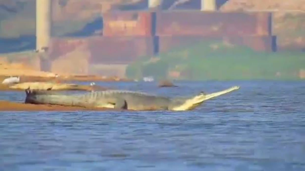 Dholpur Census of aquatic creatures will be done in Chambal river number of crocodiles and dolphins increased