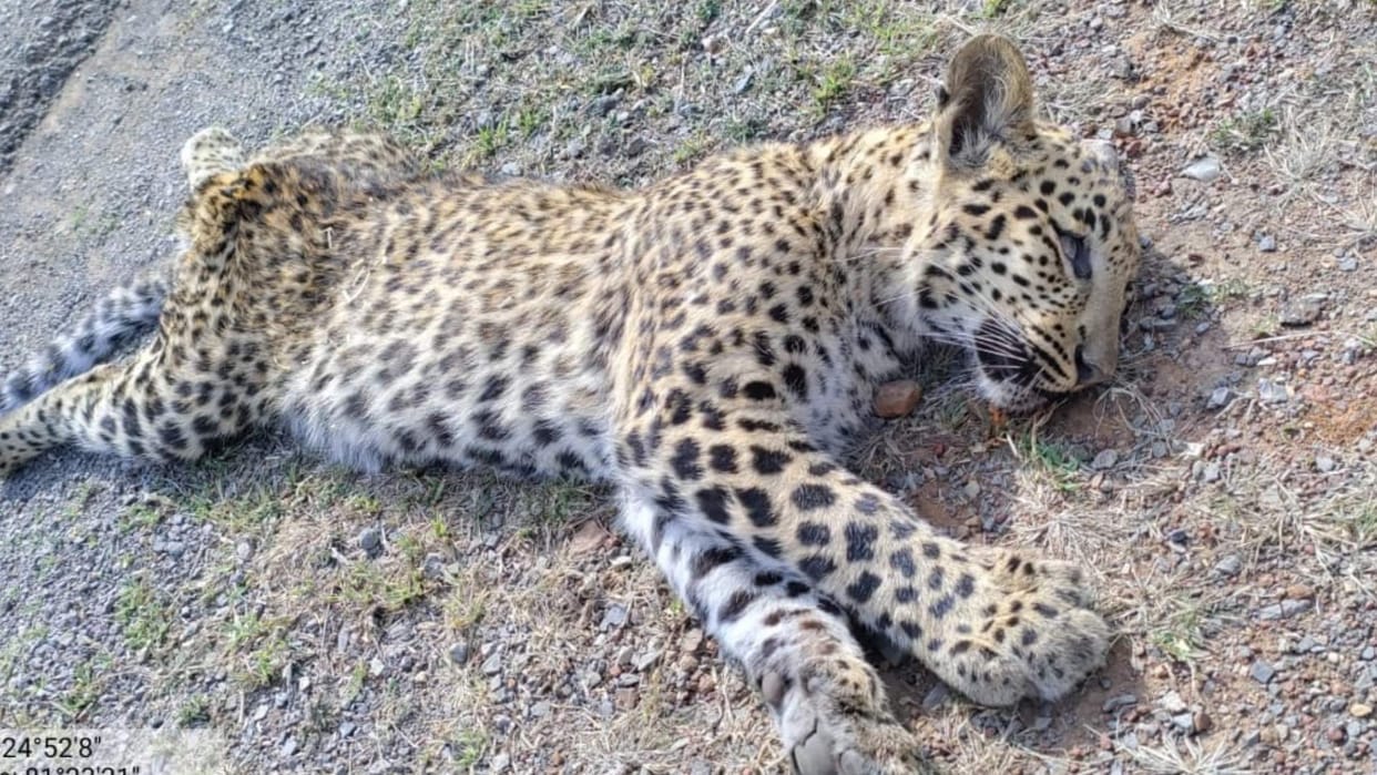 Rewa: Leopard cub became victim of hit and run, crushed by vehicle driver, died on the spot